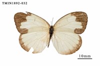 藏品(亮色黃蝶)的圖片